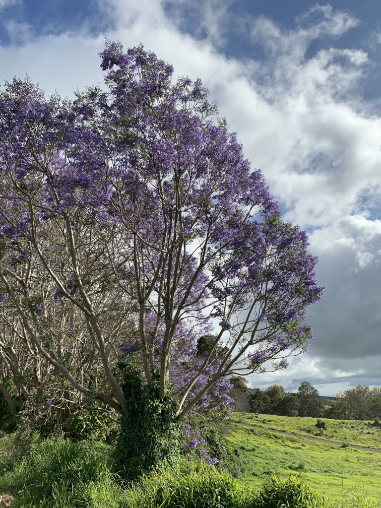Jacaranda 2 Jacaranda 2