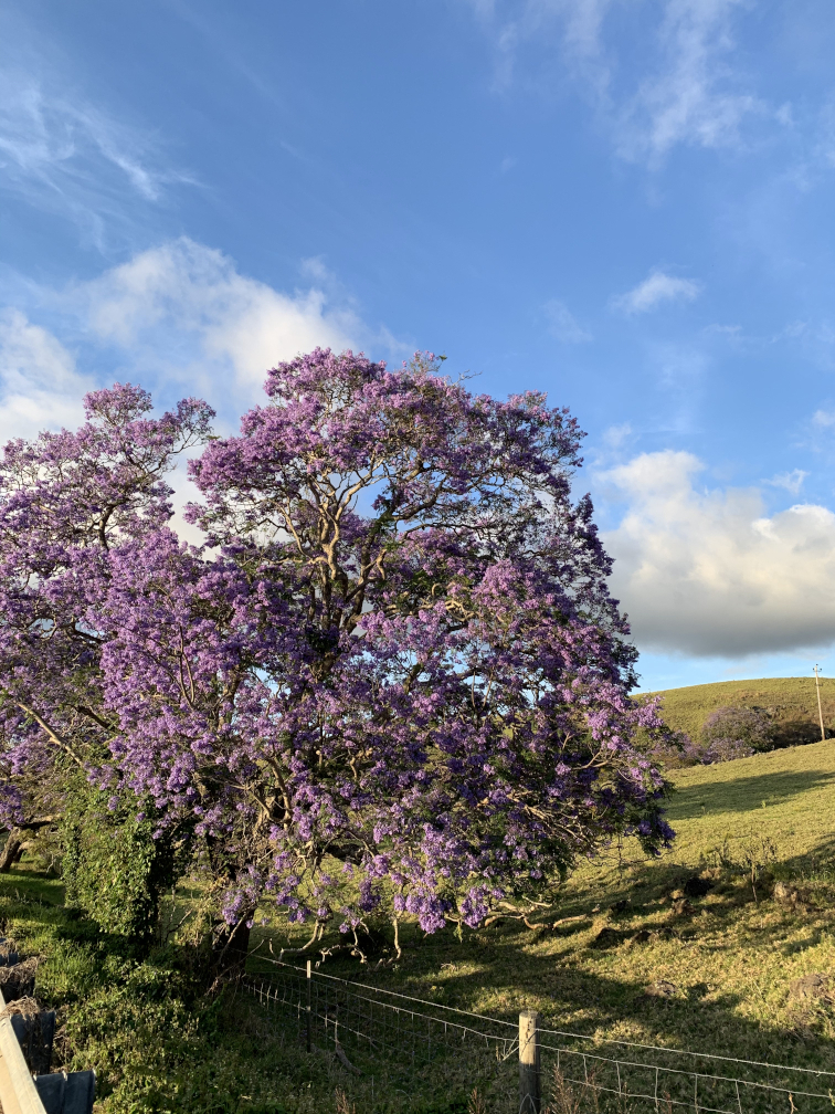 Jacaranda 1 Jacaranda 1